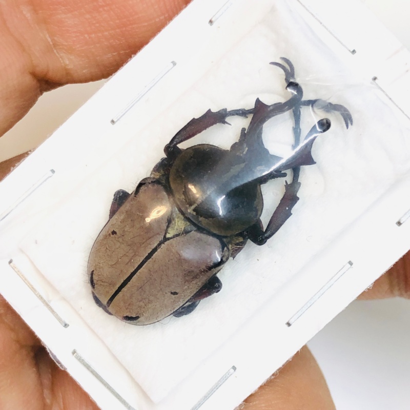 Cetoniidae Dicranocephalus dabryi 29mm A1 No.2957