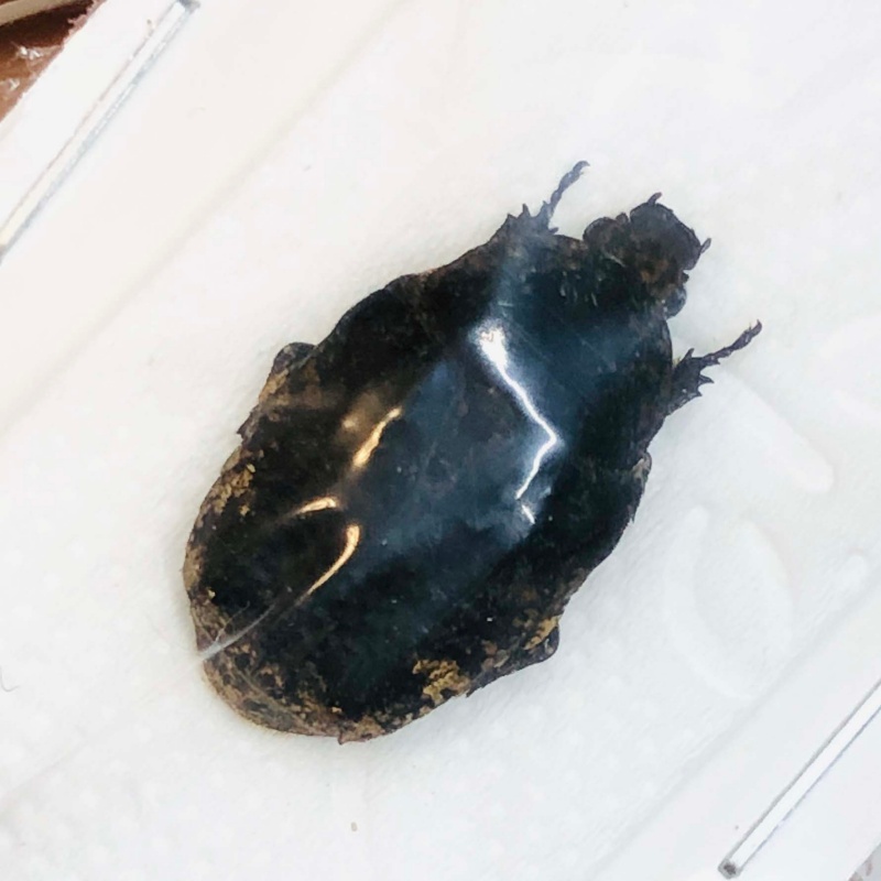 Cetoniidae Anthracophora sp 16mm A1 No.2964