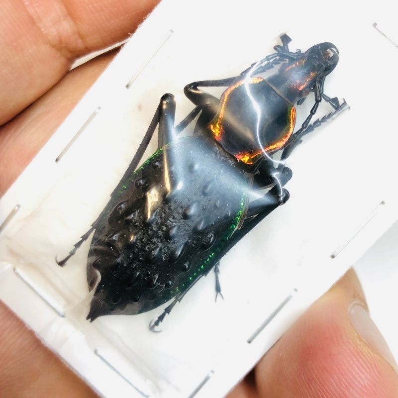 Carabus (Coptolabrus) ignimitella 46mm A1 from Chenzhou Hunan No.2972