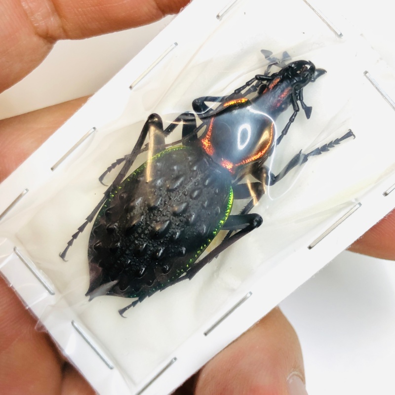 Carabus (Coptolabrus) ignimitella 45mm A1 from Chenzhou Hunan No.2973