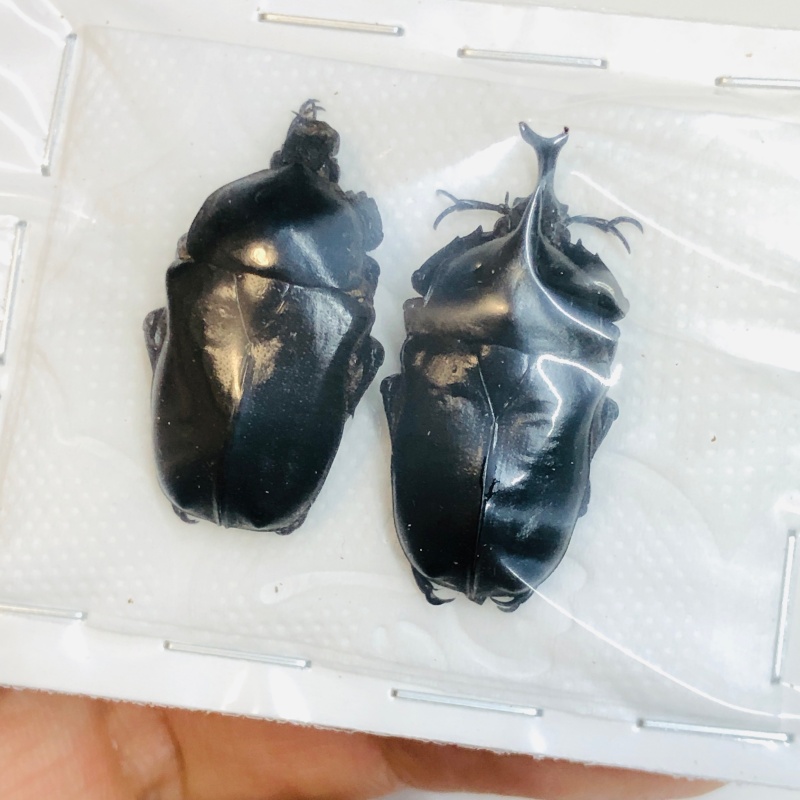 Cetoniidae Neophaedimus auzouxi 29mm25mm A1 No.2983  BLACK TYPE