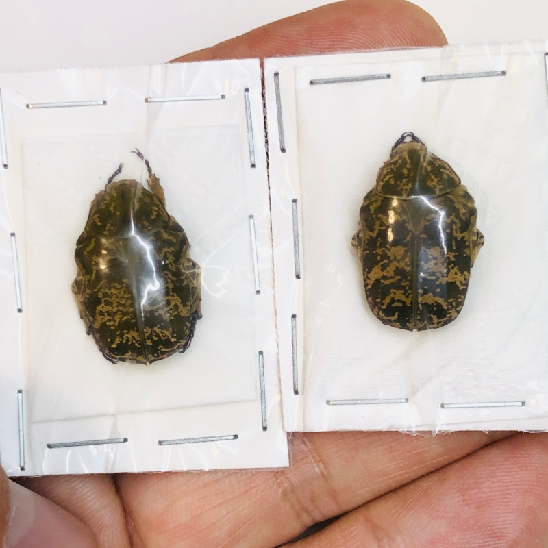 Cetoniidae Protaetia(Tomentoprotaetia) bokonjici 2pcs A1 No.2984