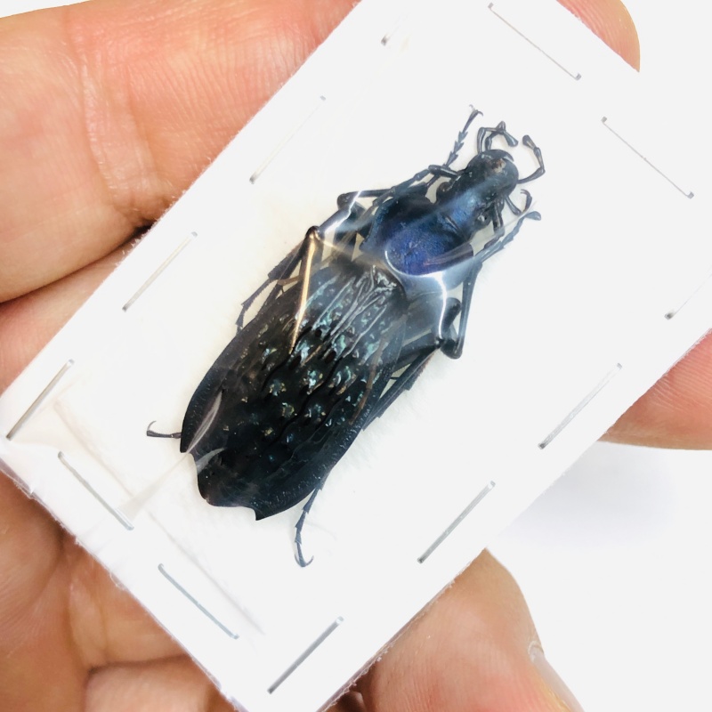 Carabus (Apotomopterus) arrowi hector 37mm A1 from Ziyuan Guangxi No.2996