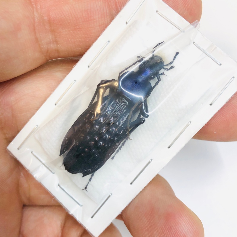 Carabus (Apotomopterus) arrowi hector 40mm A- from Ziyuan Guangxi No.2994