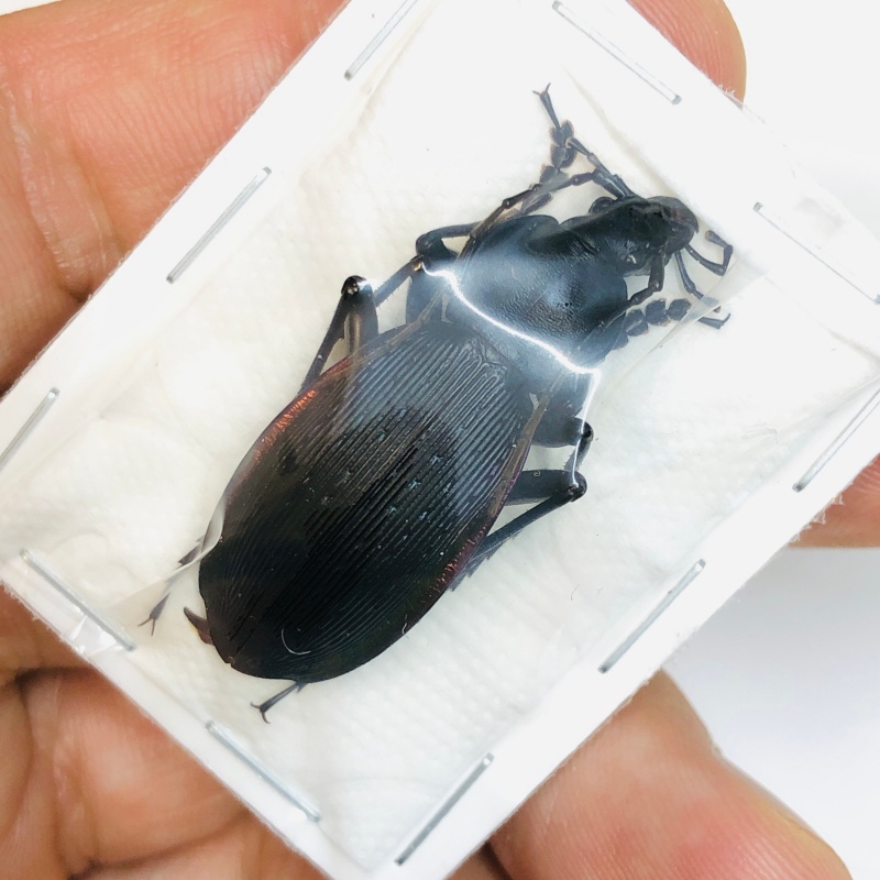 Carabus (Apotomopterus) prodigus prodigus 40mm A1 No.2990