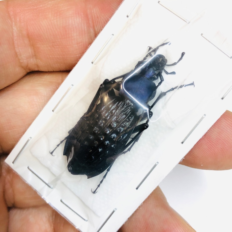 Carabus (Apotomopterus) arrowi hector 38mm A1 from Ziyuan Guangxi No.2995