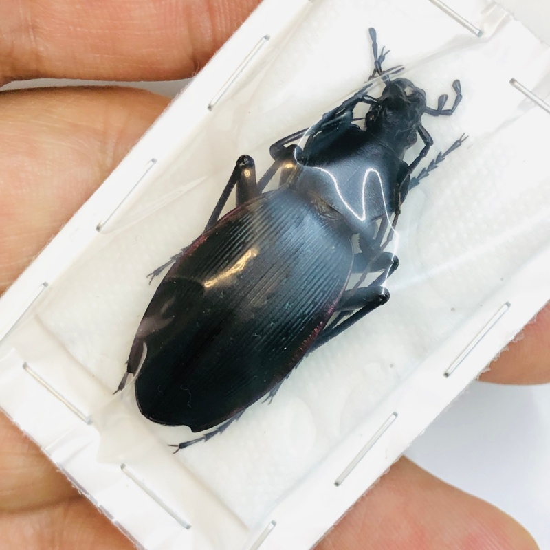 Carabus (Apotomopterus) prodigus prodigus 42mm A1 No.2993