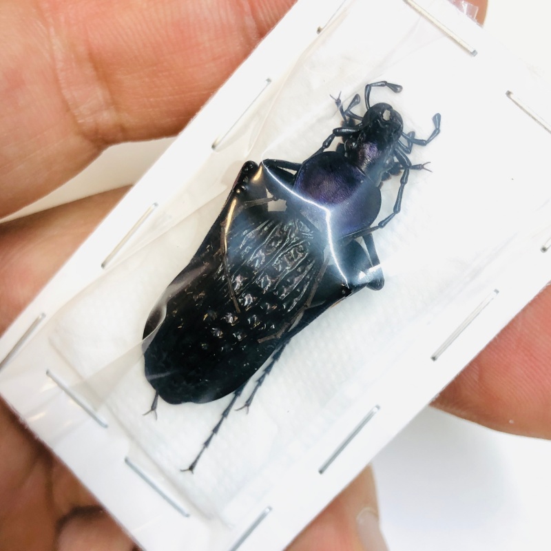 Carabus (Apotomopterus) arrowi hector 38mm A1 from Ziyuan Guangxi No.2998