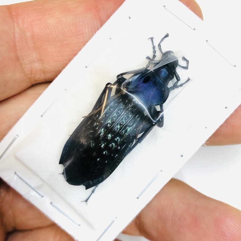 Carabus (Apotomopterus) arrowi hector 40mm A1 from Ziyuan Guangxi No.2997