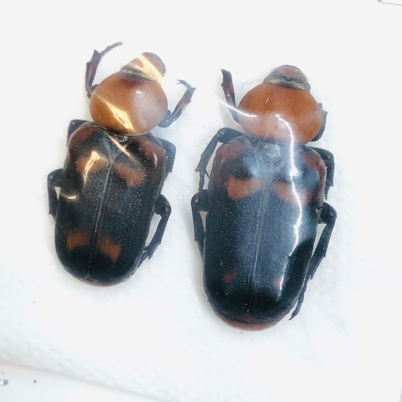 Cetoniidae Clinterocera trimaculata 22mm20mm from Zunyi Guizhou No.3001