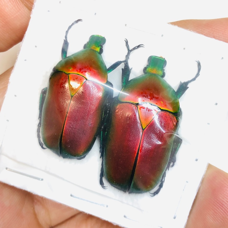Cetoniidae Torynorrhina flammea 33mm30mm from Yingjiang Yunnan A1 No.3008