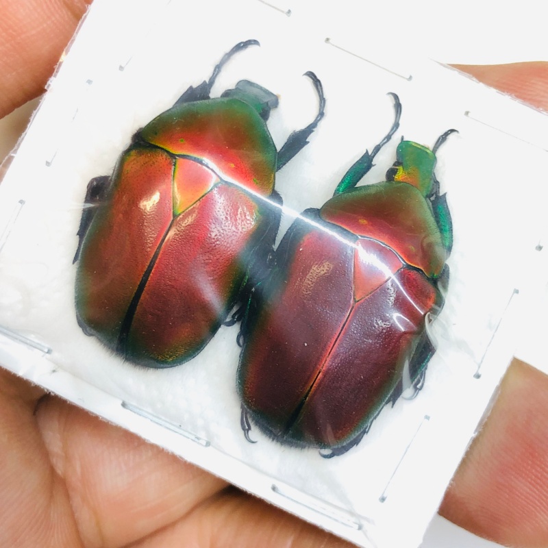 Cetoniidae Torynorrhina flammea 32mm30mm from Yingjiang Yunnan A1 No.3007