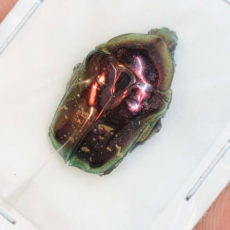 Cetoniidae Protaetia (Liocola) sp 21mm A1 from Jingzhou Huaihua Hunan No.3020 RED