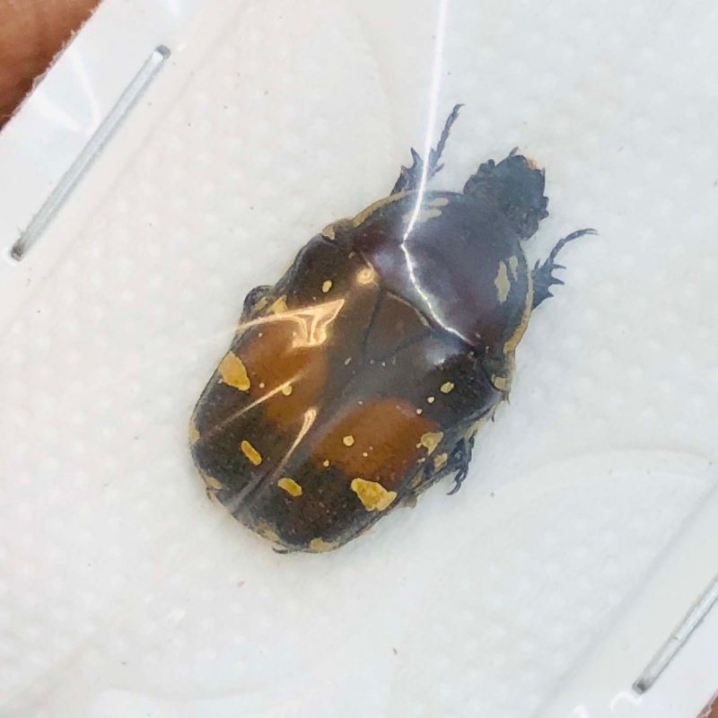 Cetoniidae Oxycetonia bealiae 16mm A1 from Huzhou Zhejiang No.3028