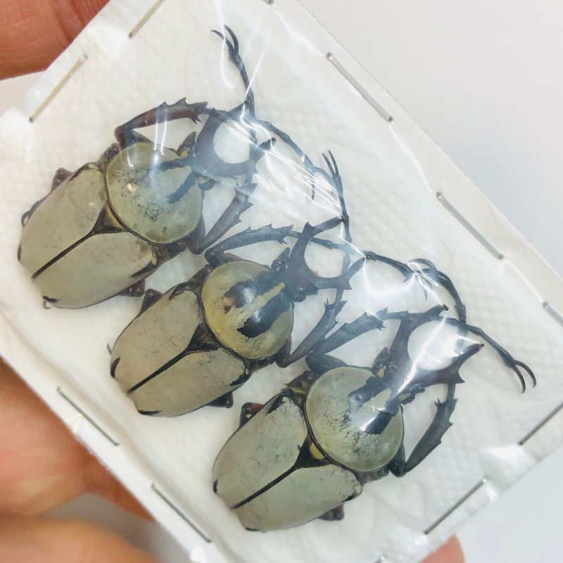 Cetoniidae Dicranocepahlus adamsi 3pcs A1 from Zhenba Hanzhong Shaanxi No.3375