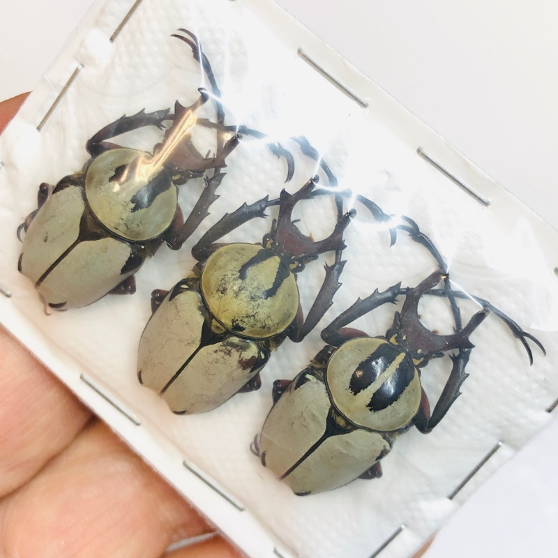 Cetoniidae Dicranocepahlus adamsi 3pcs A1 from Zhenba Hanzhong Shaanxi No.3376