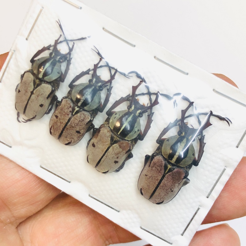 Cetoniidae Dicranocephalus bieti 4pcs A1 from Yuxi Yunnan No.3390