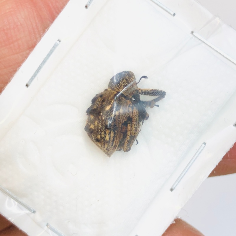 Curculionidae sp 13mm A1 from Yingjiang Yunnan No.3387