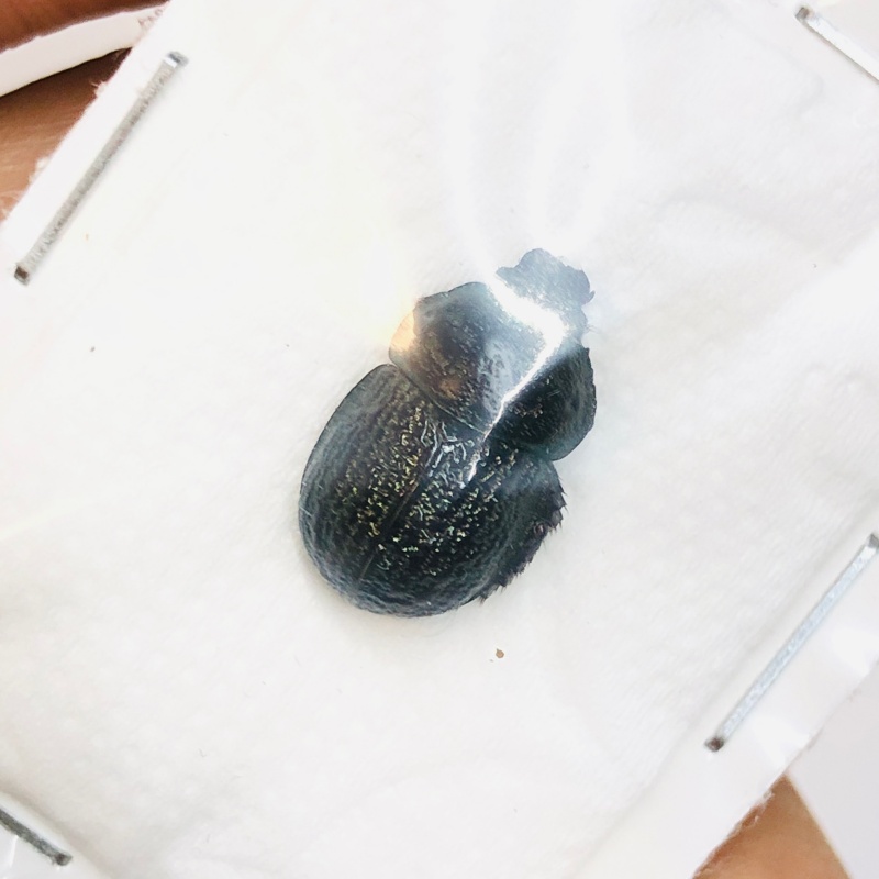 Geotrupidae sp 13mm A1 from Diqing Yunnan No.3455