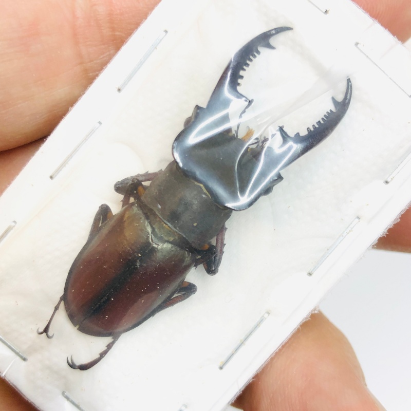 Lucanidae Lucanus continentalis 44mm A1 from Shaoyang Hunan No.3760
