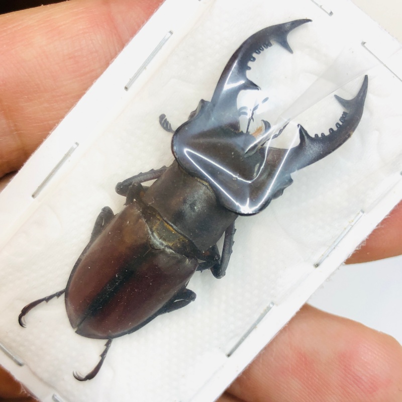 Lucanidae Lucanus continentalis 49mm A1 from Shaoyang Hunan No.3759