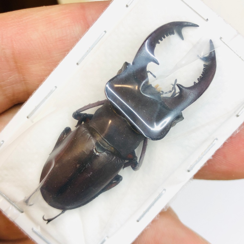 Lucanidae Lucanus continentalis 49mm A1 from Shaoyang Hunan No.3758