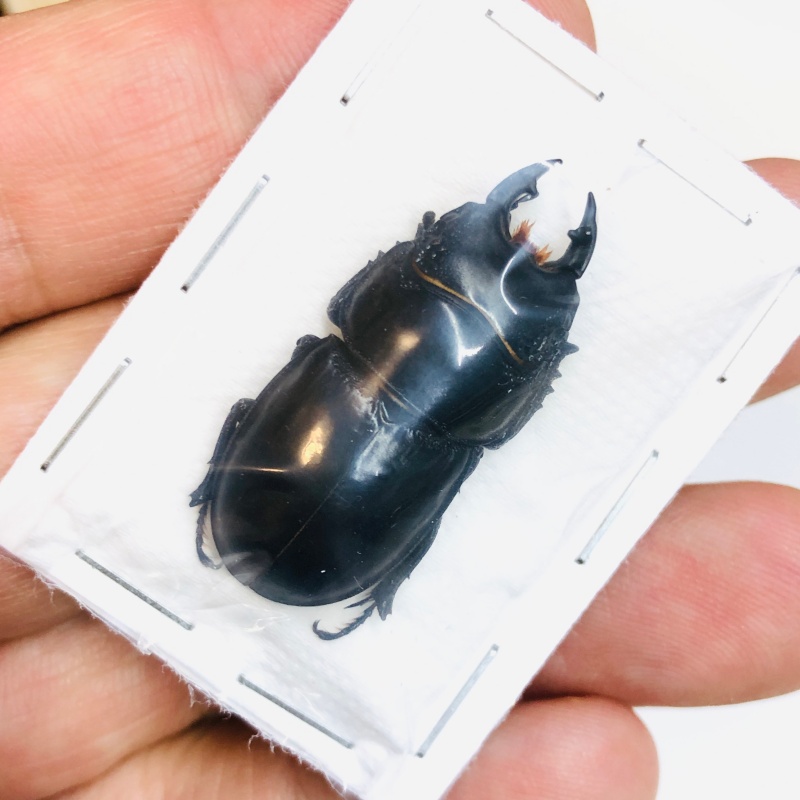 Lucanidae Aulacostethus tianmuxing 34mm A1 from Huzhou Zhejiang No.3763