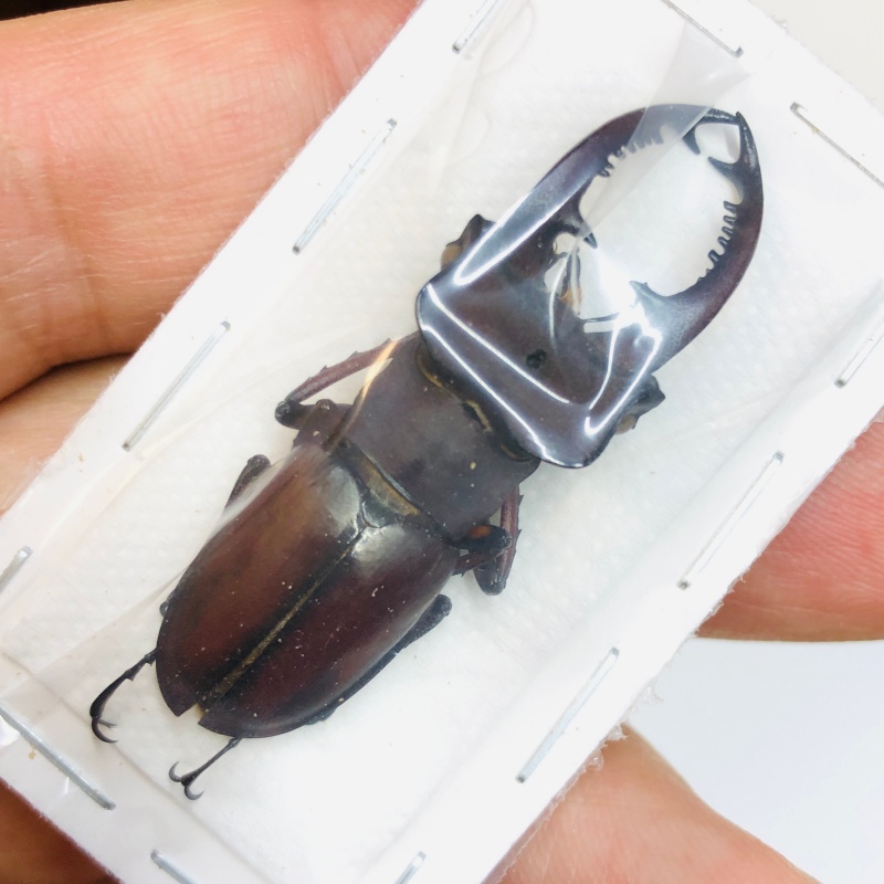 Lucanidae Lucanus continentalis 45mm A- from Shaoyang Hunan No.3761