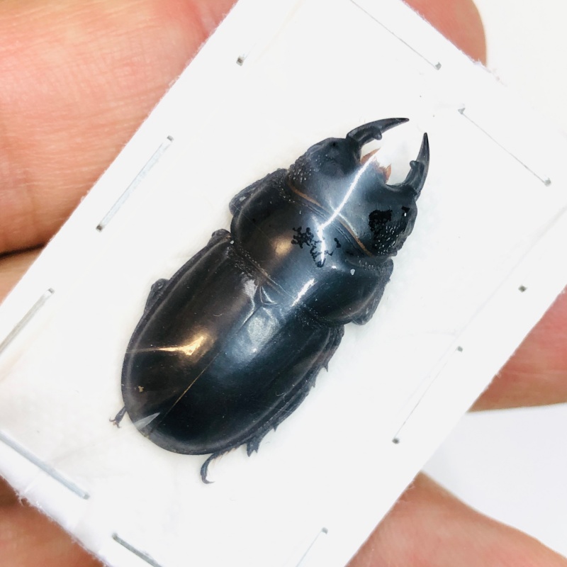 Lucanidae Aulacostethus tianmuxing 31mm A1 from Huzhou Zhejiang No.3766