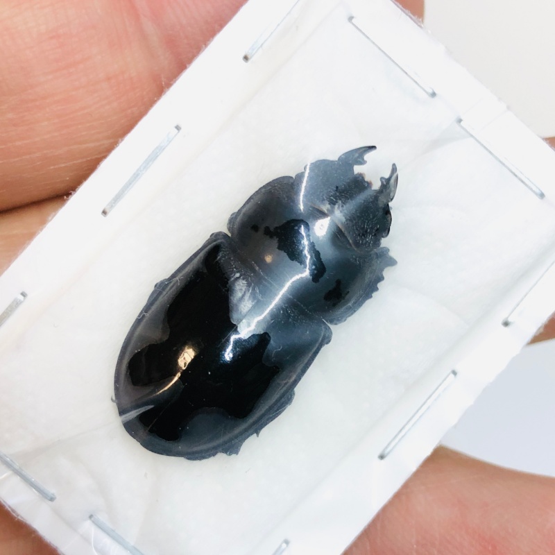 Lucanidae Aulacostethus tianmuxing 29mm F A1 from Huzhou Zhejiang No.3768