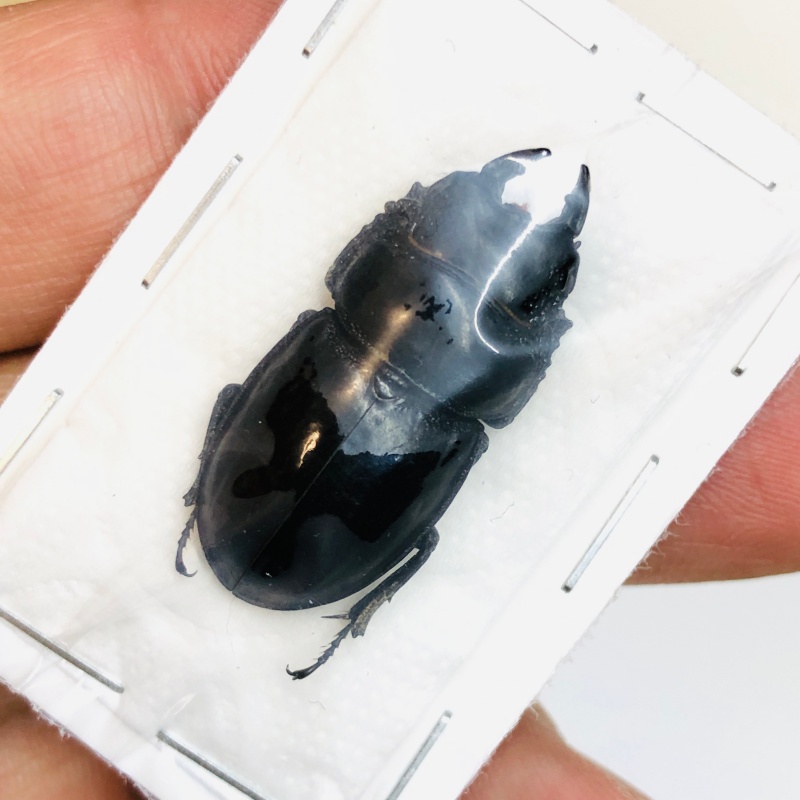 Lucanidae Aulacostethus tianmuxing 30mm A1 from Huzhou Zhejiang No.3764