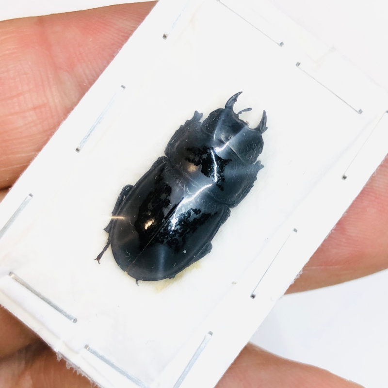 Lucanidae Aulacostethus tianmuxing 23mm A1 from Huzhou Zhejiang No.3767