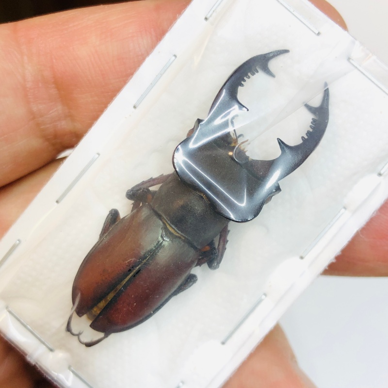 Lucanidae Lucanus continentalis 46mm A1 from Shaoyang Hunan No.3762