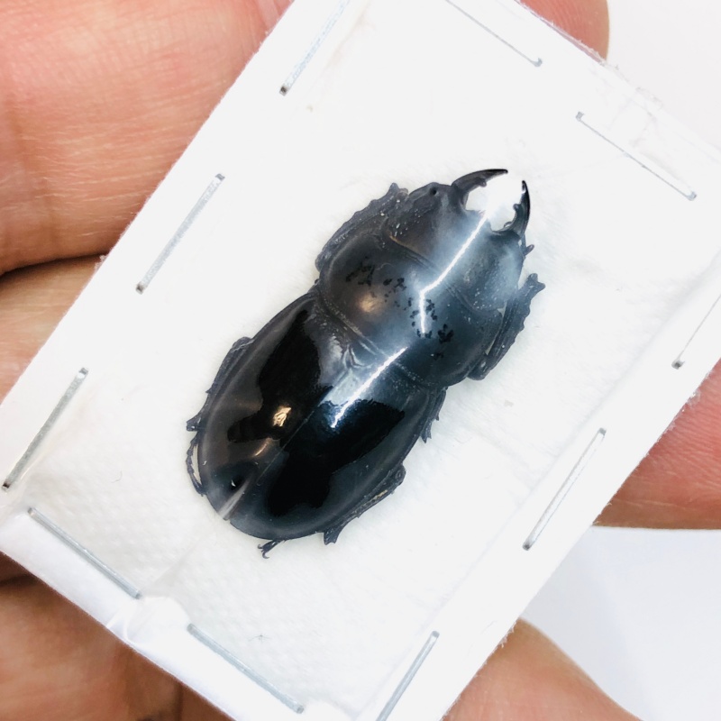 Lucanidae Aulacostethus tianmuxing 28mm A1 from Huzhou Zhejiang No.3769