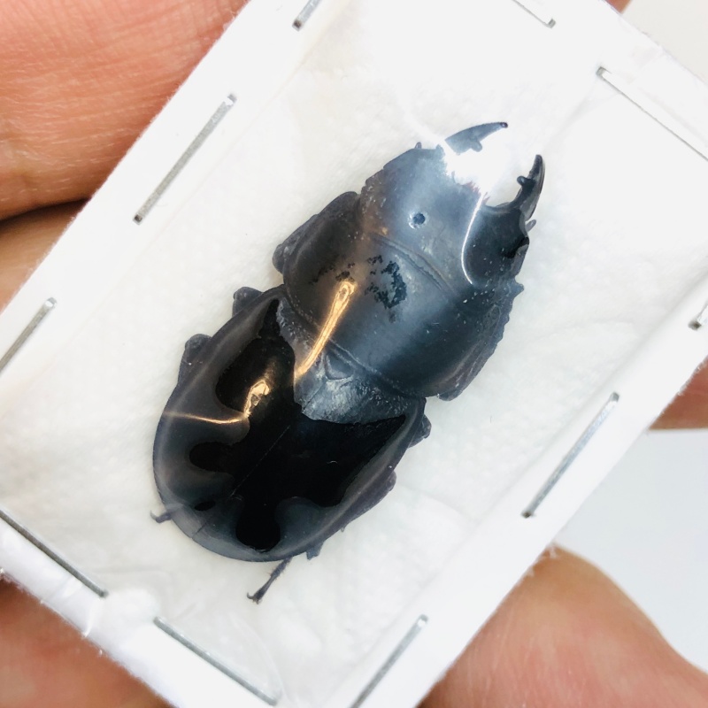 Lucanidae Aulacostethus tianmuxing 30mm A1 from Huzhou Zhejiang No.3765