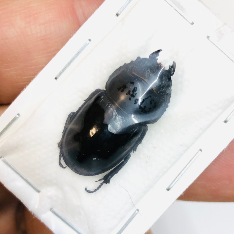 Lucanidae Aulacostethus tianmuxing F 25mm A1 from Huzhou Zhejiang No.3770