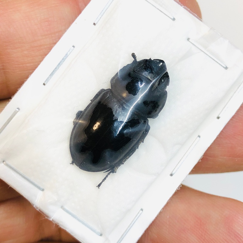 Lucanidae Aulacostethus tianmuxing F 24mm A1 from Huzhou Zhejiang No.3773