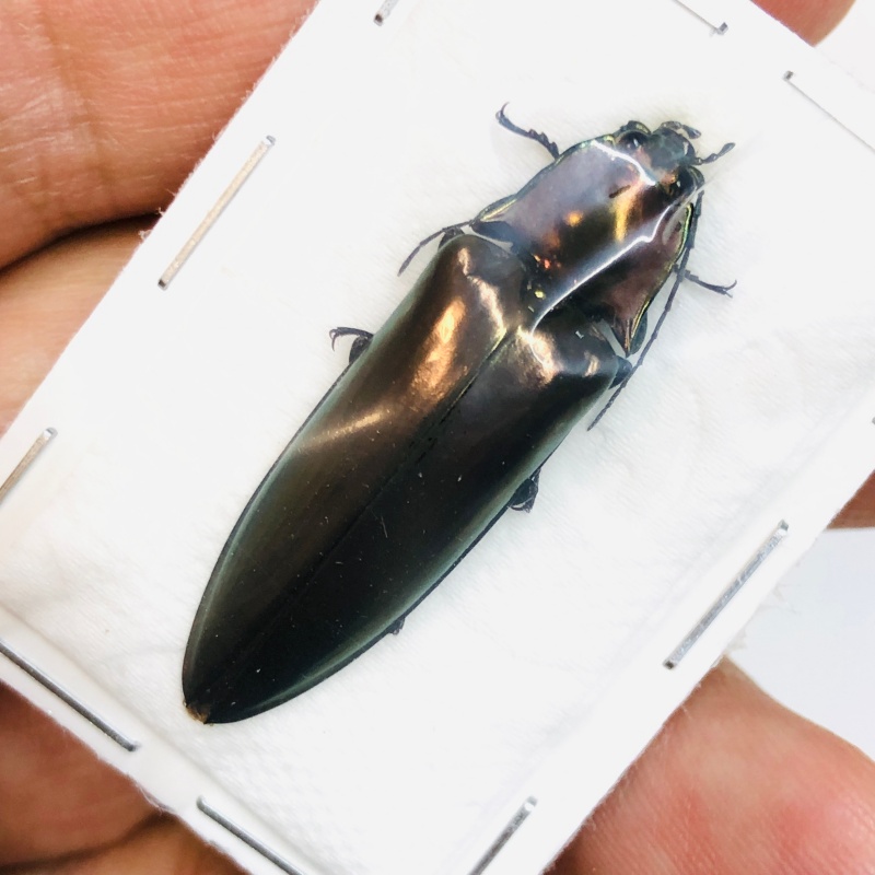 Elateridae Campsosternus sp A1 37mm from Yingjiang Yunnan No.3777