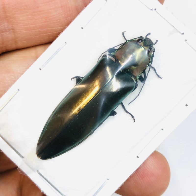 Elateridae Campsosternus sp A1 38mm from Yingjiang Yunnan No.3776