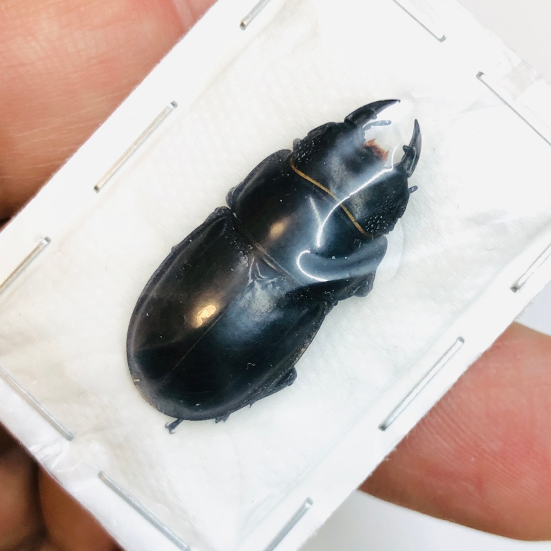 Lucanidae Aulacostethus tianmuxing 29mm A1 from Huzhou Zhejiang No.3771