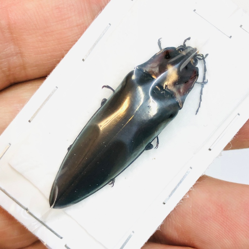 Elateridae Campsosternus sp A1 42mm from Yingjiang Yunnan No.3775