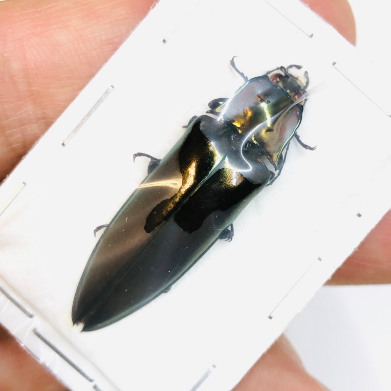 Elateridae Campsosternus sp A1 39mm from Yingjiang Yunnan No.3778