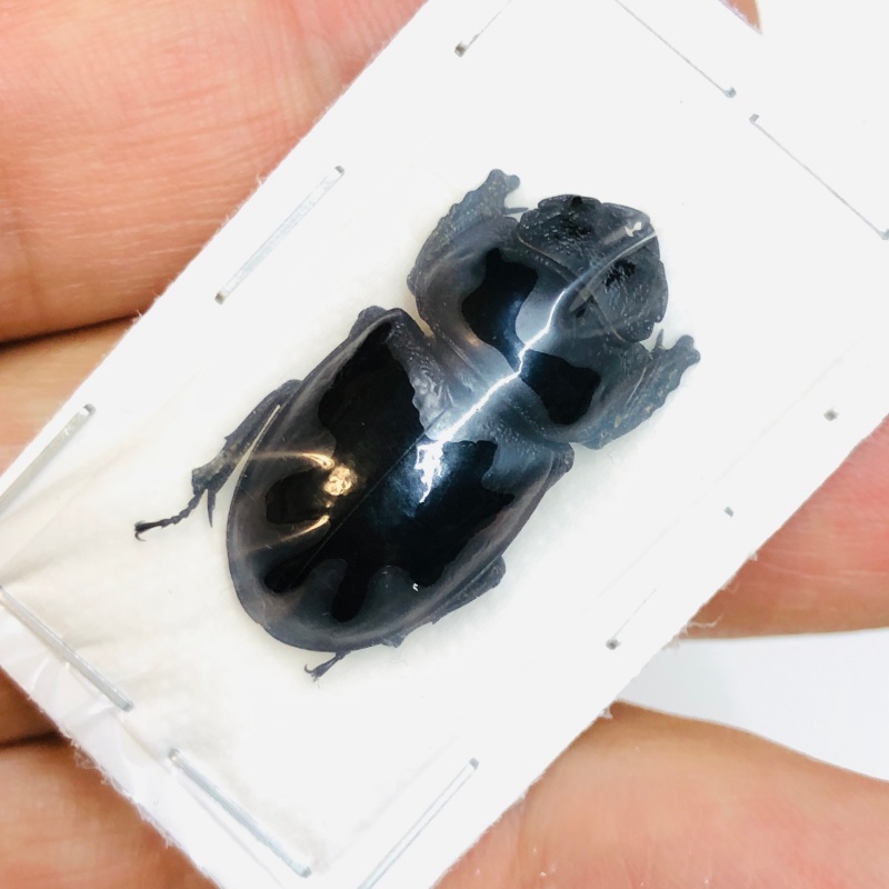 Lucanidae Aulacostethus tianmuxing F 27mm A1 from Huzhou Zhejiang No.3774