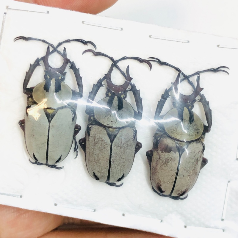 Cetoniidae Dicranocepahlus adamsi 3pcs A1 from Zhenba Hanzhong Shaanxi No.3800