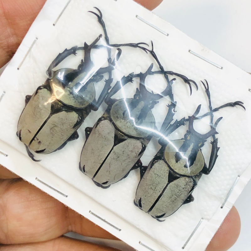 Cetoniidae Dicranocepahlus adamsi 3pcs A1 from Zhenba Hanzhong Shaanxi No.3801