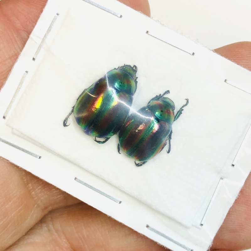 Rutelidae Mimela ohausi 2pcs A1 from Wenshan Yunnan No.3806