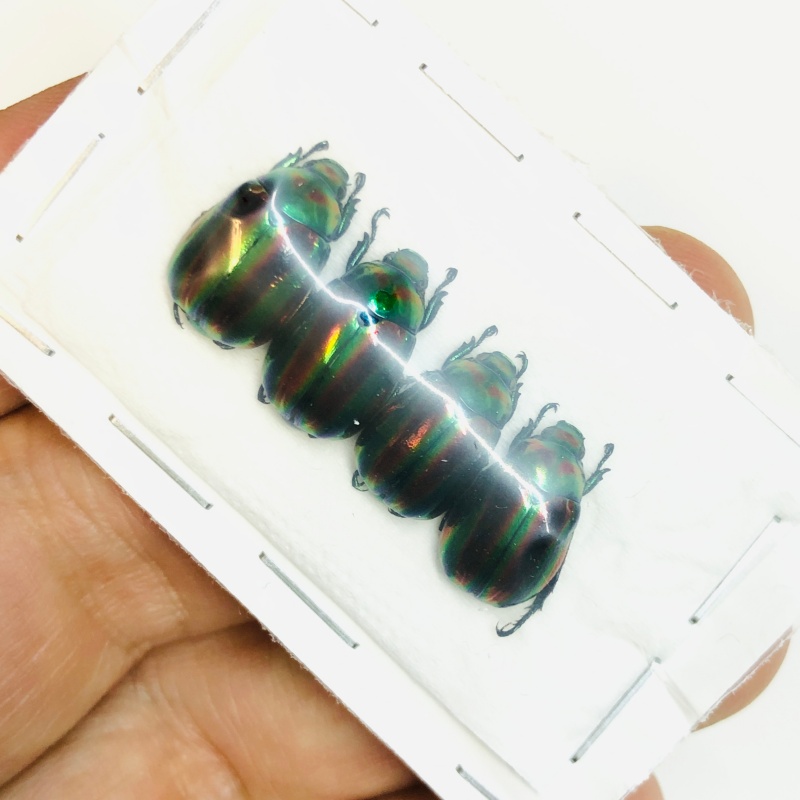 Rutelidae Mimela ohausi 4pcs A1 from Wenshan Yunnan No.3803