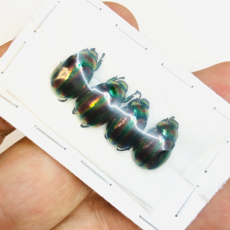 Rutelidae Mimela ohausi 4pcs A1 from Wenshan Yunnan No.3805