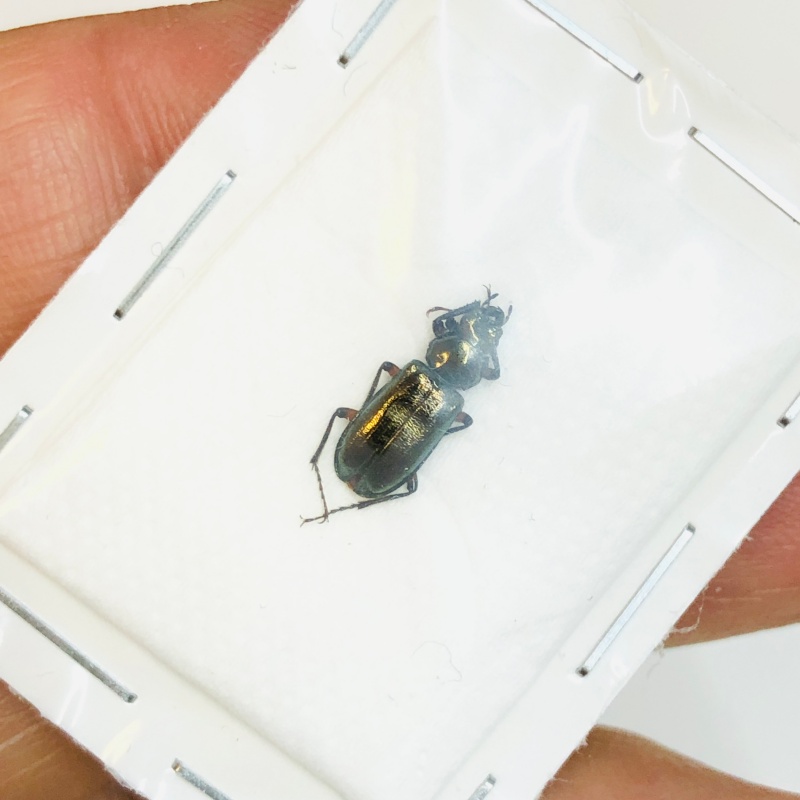 Lucanidae Platycerus weidengensis 11mm A1 from Diqing Yunnan No.3808