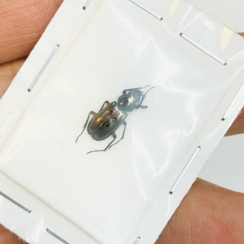 Lucanidae Platycerus weidengensis 11mm A1 from Diqing Yunnan No.3810